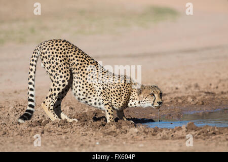Gepard (Acinonyx Jubatus) im Wasser, Kgalagadi Transfrontier Park, Northern Cape, Südafrika Stockfoto