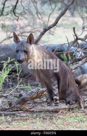 Braune Hyäne (zerbeissen Brunnea), Kgalagadi Transfrontier Park, Südafrika Stockfoto