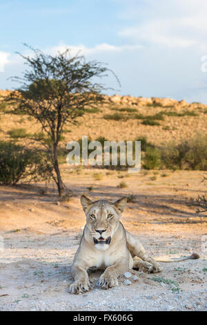 Löwin (Panthera Leo) in der Kalahari, Kgalagadi Transfrontier Park, Northern Cape, Südafrika Stockfoto