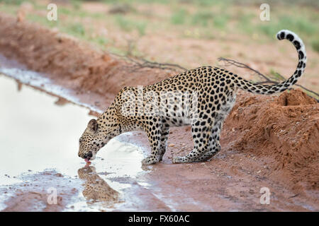 Weibchen der Leopard (Panthera Pardus) trinken aus Pfütze, Kgalagadi Transfrontier Park, Northern Cape, Südafrika Stockfoto