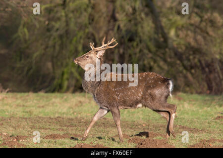 Sika Hirsch Hirsch (Cervus Nippon), Studley Royal Deer Park, North Yorkshire, UK Stockfoto