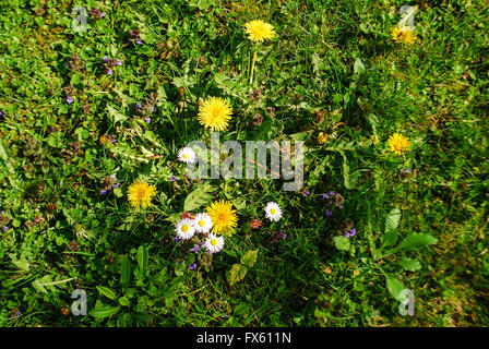 Löwenzahn und Gänseblümchen wächst das Gras im Frühjahr Stockfoto
