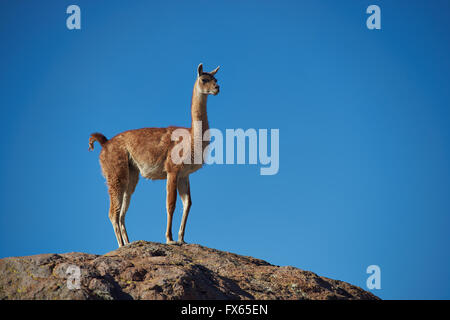 Einsamer Guanako (Lama Guanicoe) auf einem Felsen im Nationalpark Lauca, Nordchile Stockfoto