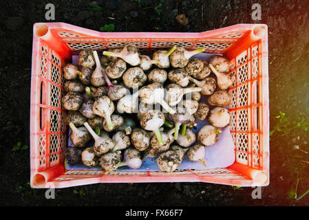 Kiste mit Knoblauch Zwiebeln im Garten Stockfoto