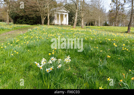 Die dorischen Tempel, eine Torheit in Petworth House und Park, Petworth, West Sussex, UK mit Narzissen im Frühjahr Stockfoto