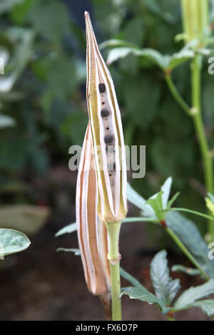 Abelmoschus Esculentus oder bekannte Okra oder Ladies Finger, Ochro oder Gumbo Samen in Samenkapseln Stockfoto