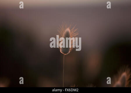 Grass Samenkapsel, Hintergrund Stockfoto