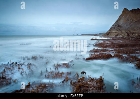 Bei Ebbe über Kelp Betten unter Paviland Höhle, Gower Halbinsel, Wales, Wurmkopf in die Ferne blickt. Stockfoto