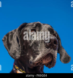 Deutsche Dogge schwarz gegen blauen Himmel, Portrait, älteren Hund mit grauen Schnauze Stockfoto