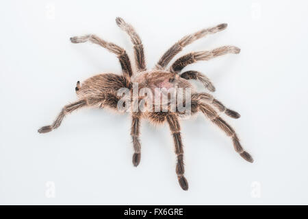 Rose-behaarte Vogelspinne, Lebensraum Rosea, ursprünglich aus Chile, Bolivien und Argentinien; Ausschnitt mit weißem Hintergrund Stockfoto