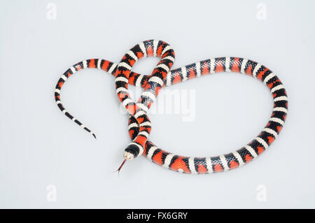 Arizona Berg Kingsnake, Lampropeltis Pyromelana Pyromelana; ursprünglich aus Mexiko und Arizona; Schneiden Sie auf weißem Hintergrund Stockfoto