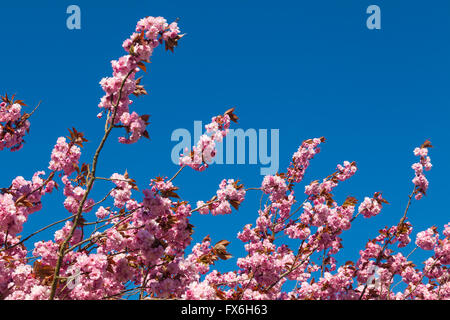 Rosa Kirschblüten vor einem strahlend blauen Himmel Stockfoto