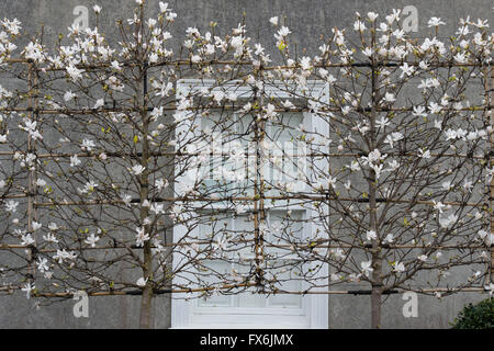 Ventilator ausgebildet Magnolia stellata Bäume in Blüte im Frühjahr. Wells, Somerset, England Stockfoto