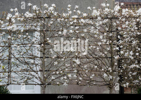 Ventilator ausgebildet Magnolia stellata Bäume in Blüte im Frühjahr. Wells, Somerset, England Stockfoto