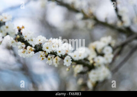 Prunus Spinosa Plena. Doppelte geblüht Blackthorn / Schlehe Baum Blüte Stockfoto