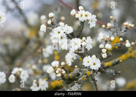 Prunus Spinosa Plena. Doppelte geblüht Blackthorn / Schlehe Baum Blüte Stockfoto