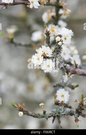 Prunus Spinosa Plena. Doppelte geblüht Blackthorn / Schlehe Baum Blüte Stockfoto