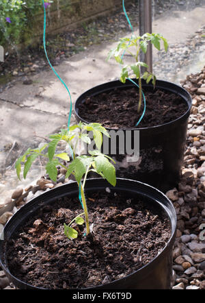 Zwei junge Tomatenpflanzen angebaut mit Ring Kultur über Kies in einem Gewächshaus, England, UK Stockfoto