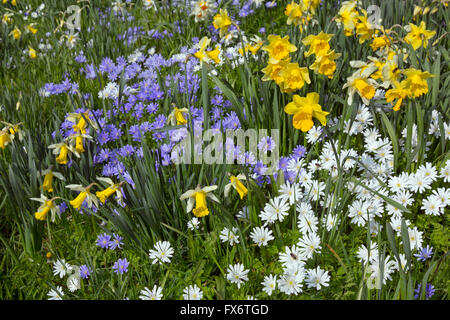 Anemone Blanda, weiß und blau mit Narzissen im Frühjahr Stockfoto