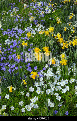 Anemone Blanda, weiß und blau mit Narzissen blühen im Frühjahr Stockfoto