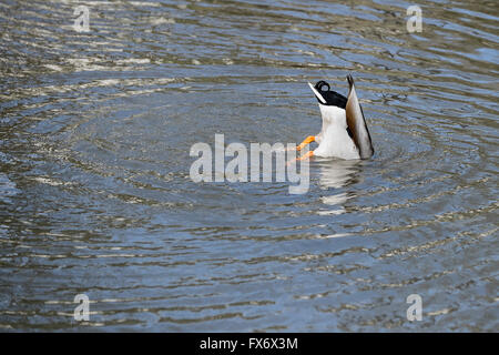 Eine mallard Duck Anos platyrhynchos Fütterung unter Wasser mit seinem Boden in der Luft. Stockfoto