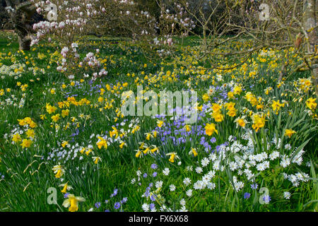 Anemone Blanda, weiß und blau mit Narzissen und Magnolien blühen im Frühjahr Stockfoto