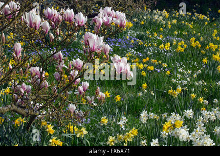 Anemone Blanda, weiß und blau mit Narzissen und Magnolien blühen im Frühjahr Stockfoto