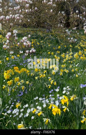 Anemone Blanda, weiß und blau mit Narzissen und Magnolien blühen im Frühjahr Stockfoto