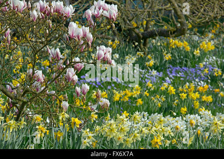 Anemone Blanda, weiß und blau mit Narzissen und Magnolien blühen im Frühjahr Stockfoto