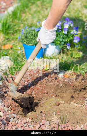 Frühling zu Hause im Garten, Boden hacken und Blumen Pflanzen. Betreuung von Neugeborenen Pflanzen und Handbuch arbeiten im heimischen Garten. Stockfoto