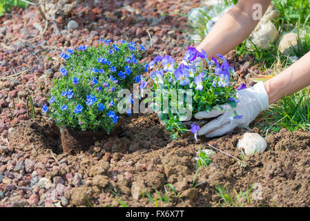 Frühling zu Hause im Garten, Boden hacken und Blumen Pflanzen. Betreuung von Neugeborenen Pflanzen und Handbuch arbeiten im heimischen Garten. Stockfoto