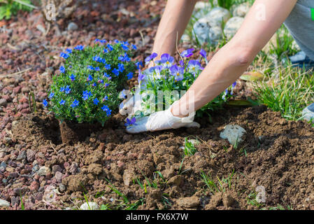 Frühling zu Hause im Garten, Boden hacken und Blumen Pflanzen. Betreuung von Neugeborenen Pflanzen und Handbuch arbeiten im heimischen Garten. Stockfoto