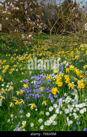 Anemone Blanda, weiß und blau mit Narzissen und Magnolien blühen im Frühjahr Stockfoto