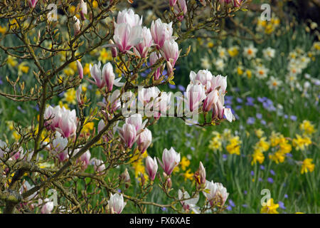 Anemone Blanda, weiß und blau mit Narzissen und Magnolien blühen im Frühjahr Stockfoto