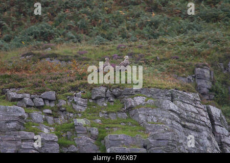 Ein paar der Seeadler (Haliaeetus Horste) thront auf einer Klippe auf der Isle Of Mull, Schottland, UK. Stockfoto