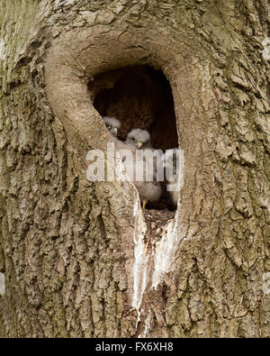 3 wilde Kestrel Küken Falco Tinnunculus in Naturholz Hohlraum verschachteln Stockfoto