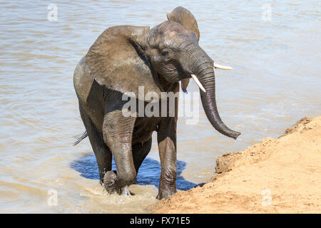 Afrikanischer Elefant (Loxodonta Africana) kommen aus dem Wasser nach der Überquerung eines Flusses, South Luangwa Nationalpark, Sambia Stockfoto