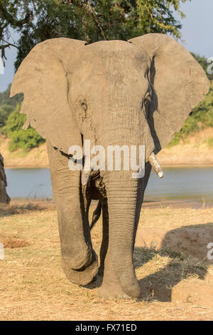 Afrikanischer Elefant (Loxodonta Africana) vor dem Luangwa Fluss, South Luangwa Nationalpark, Sambia Stockfoto