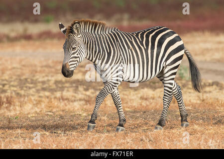 Crawshay Zebra (Equus Quagga Crawshaii), im Grünland, South Luangwa Nationalpark, Sambia Stockfoto