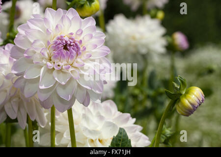 Eveline Dahlie (Dahlia × Hybrida), North Rhine-Westphalia, Germany Stockfoto
