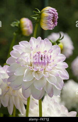 Eveline Dahlie (Dahlia × Hybrida), North Rhine-Westphalia, Germany Stockfoto
