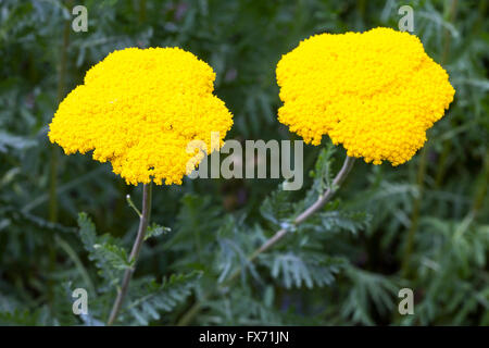 Schafgarbe (Achillea Filipendulina), North Rhine-Westphalia, Deutschland Stockfoto