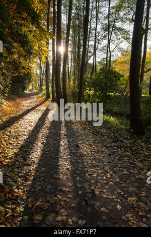 Pfad im herbstlichen Wald, Strahlen der Sonne zwischen den Bäumen, Romberg-Park, Dortmund, Nordrhein-Westfalen, Deutschland Stockfoto