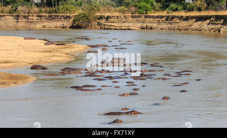 Nilpferde, Flusspferde (Hippopotamus Amphibius), Gruppe im Wasser, South Luangwa Nationalpark, Sambia Stockfoto