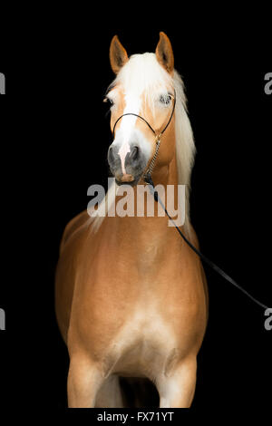 Haflinger Stute vor einem dunklen Hintergrund, Tirol, Österreich Stockfoto