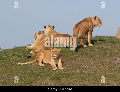 Gruppe von 4 weiblichen afrikanischen Löwen (Panthera Leo) auf einem Hügel. Stockfoto