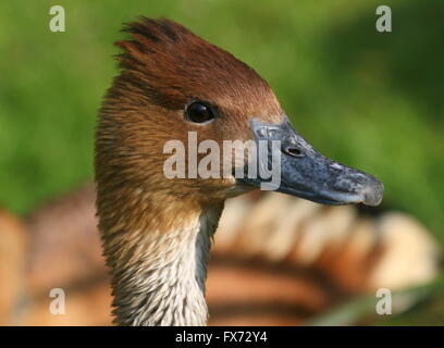 Reife Fulvous Pfeifen Ente (Dendrocygna bicolor) - stammt aus tropischen Südamerika, Karibik, Ostafrika und Indien Stockfoto