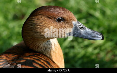 Reife Fulvous Pfeifen Ente (Dendrocygna bicolor) - stammt aus tropischen Südamerika, Karibik, Ostafrika und Indien Stockfoto