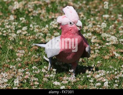 Spunky männliche australische Rose breasted Cockatoo oder Galah Cockatoo (Eolophus Roseicapilla) zu Fuß in Feld voller Klee Blumen Stockfoto