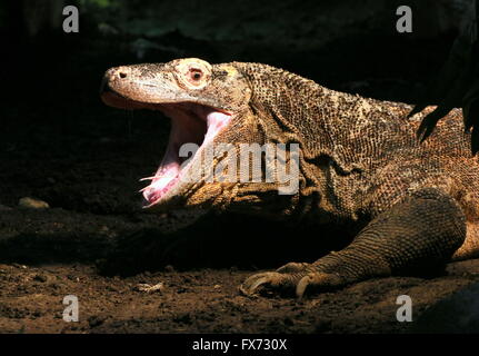 Nahaufnahme des Kopfes ein Komodowaran (Varanus Komodoensis), höhlenartigen Mund weit offen Stockfoto